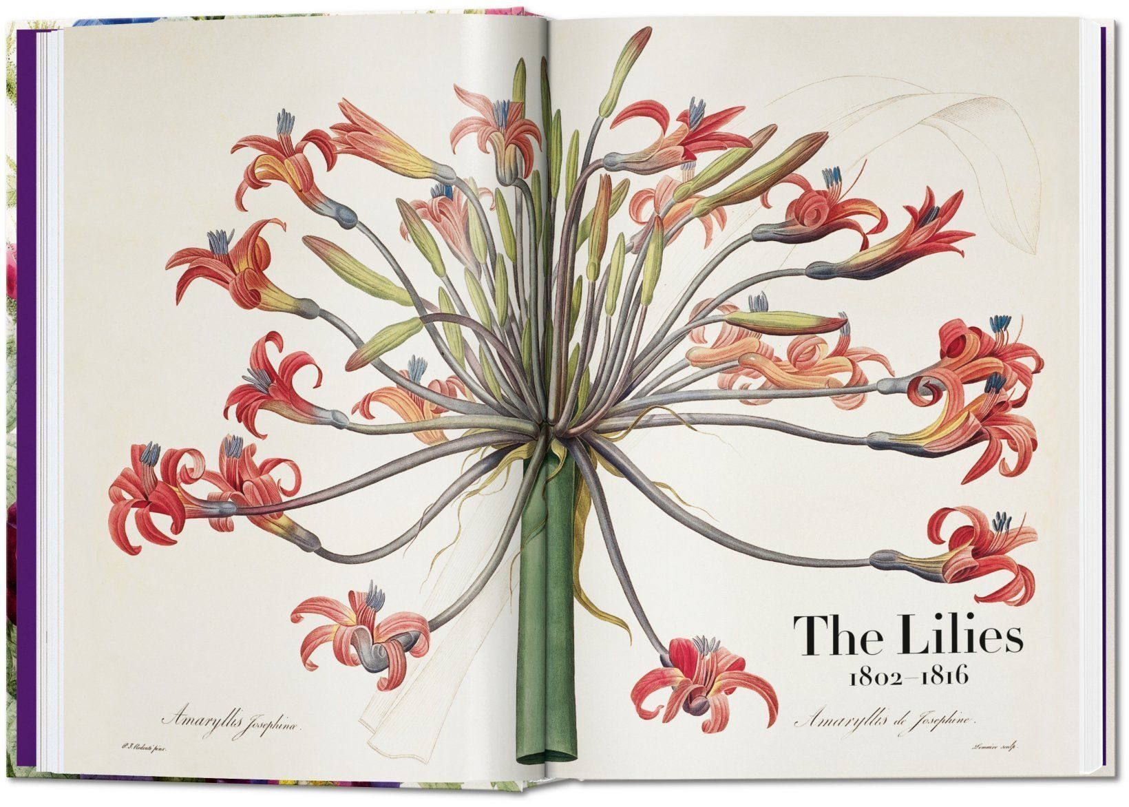  Book Of Flowers_H. Walter Lack_9783836556651_Taschen 