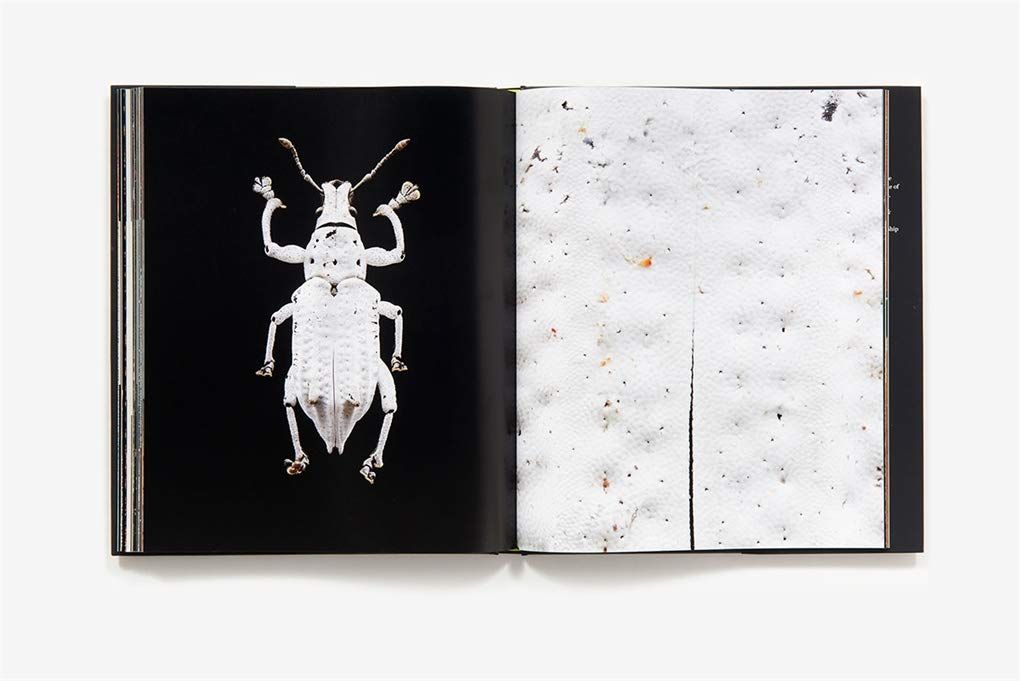 Microsculpture : Portraits of Insects_Levon Biss_9781419726958_Abrams ...
