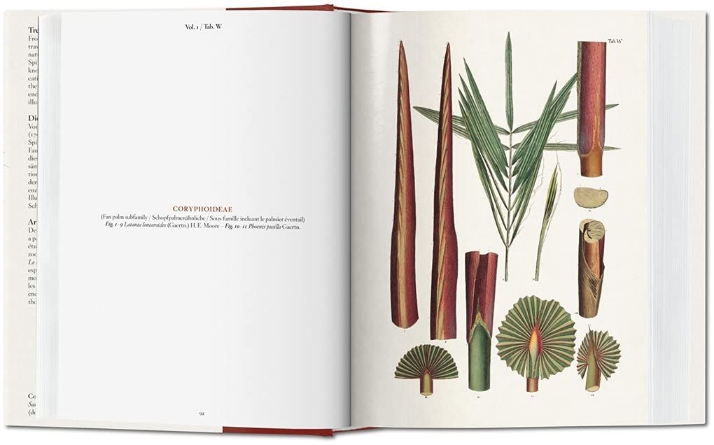  The Book Of Palms_H. Walter Lack_9783836556231_Taschen 