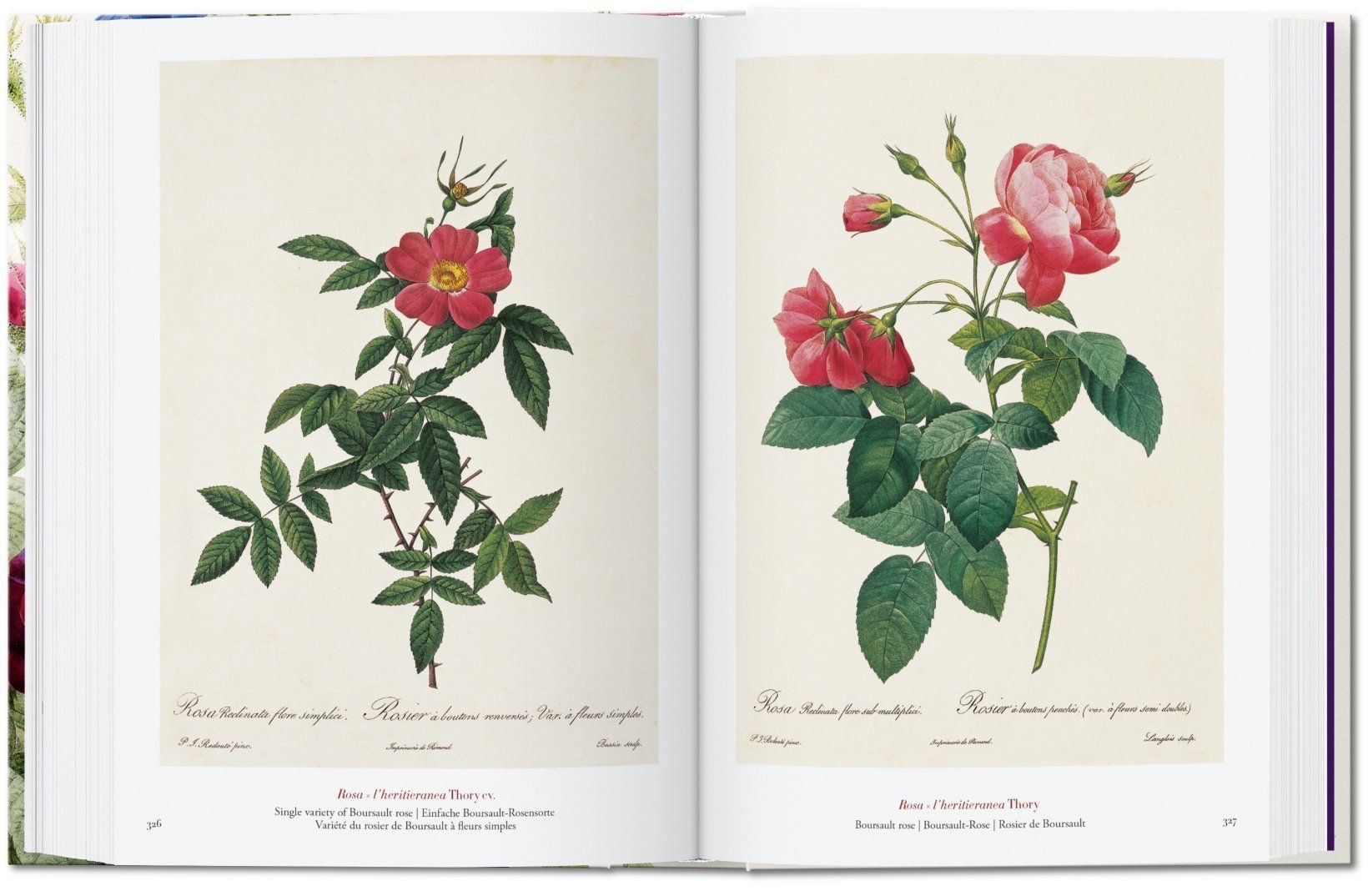  Book Of Flowers_H. Walter Lack_9783836556651_Taschen 