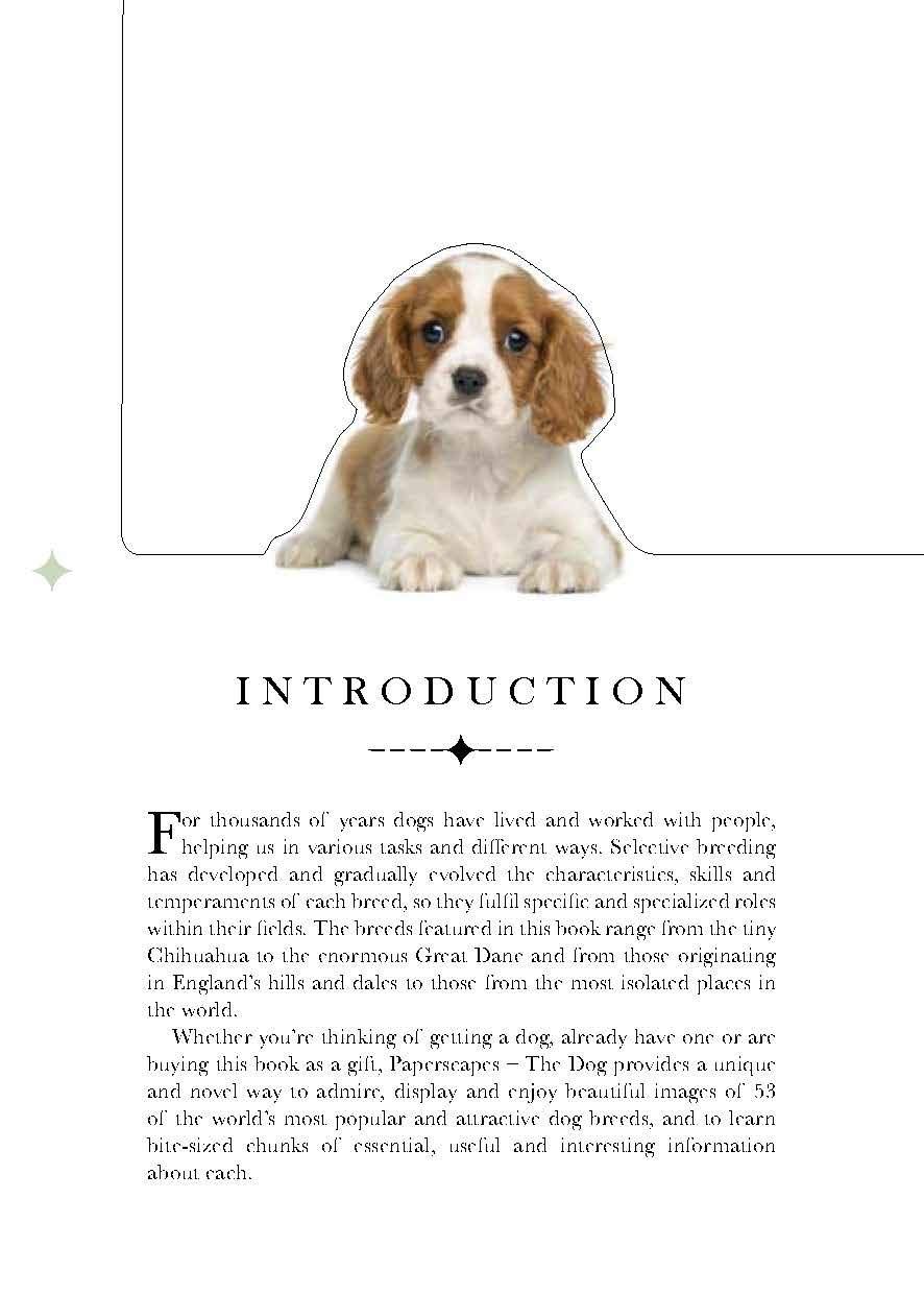  The Dog: A Book That Transforms Into a Work of Art 