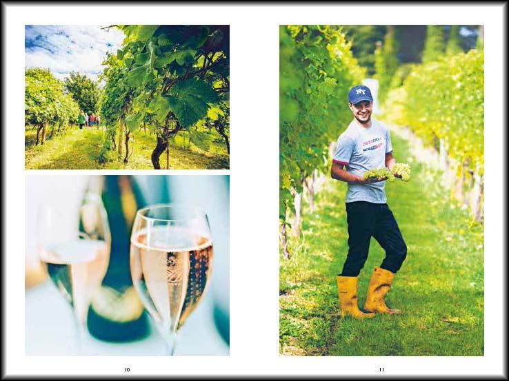  Sparkling Wine : The Vineyards Of England & Wales_Stewart Wilde_9781851499052_ACC Art Books 