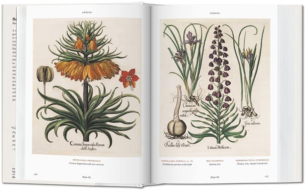  Basilius Besler’s Florilegium: The Book of Plants_Klaus Walter Littger_9783836557870_Taschen 