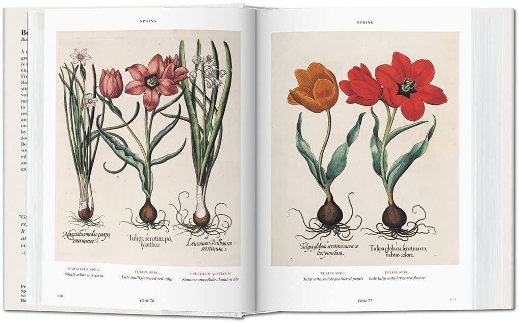  Basilius Besler’s Florilegium: The Book of Plants_Klaus Walter Littger_9783836557870_Taschen 