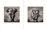  Last of Their Kind_Joachim Schmeisser_9783961712793_teNeues Publishing UK Ltd 