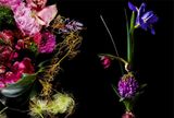  Flora Magnifica : The Art of Flowers in Four Seasons_Makoto Azuma_9780500545003_Thames & Hudson Ltd 