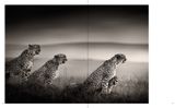  Last of Their Kind_Joachim Schmeisser_9783961712793_teNeues Publishing UK Ltd 