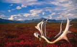  American National Parks: Alaska, Northern & Eastern USA 