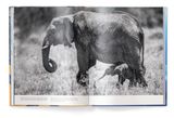  Big : A Photographic Album of the World's Largest Animals 