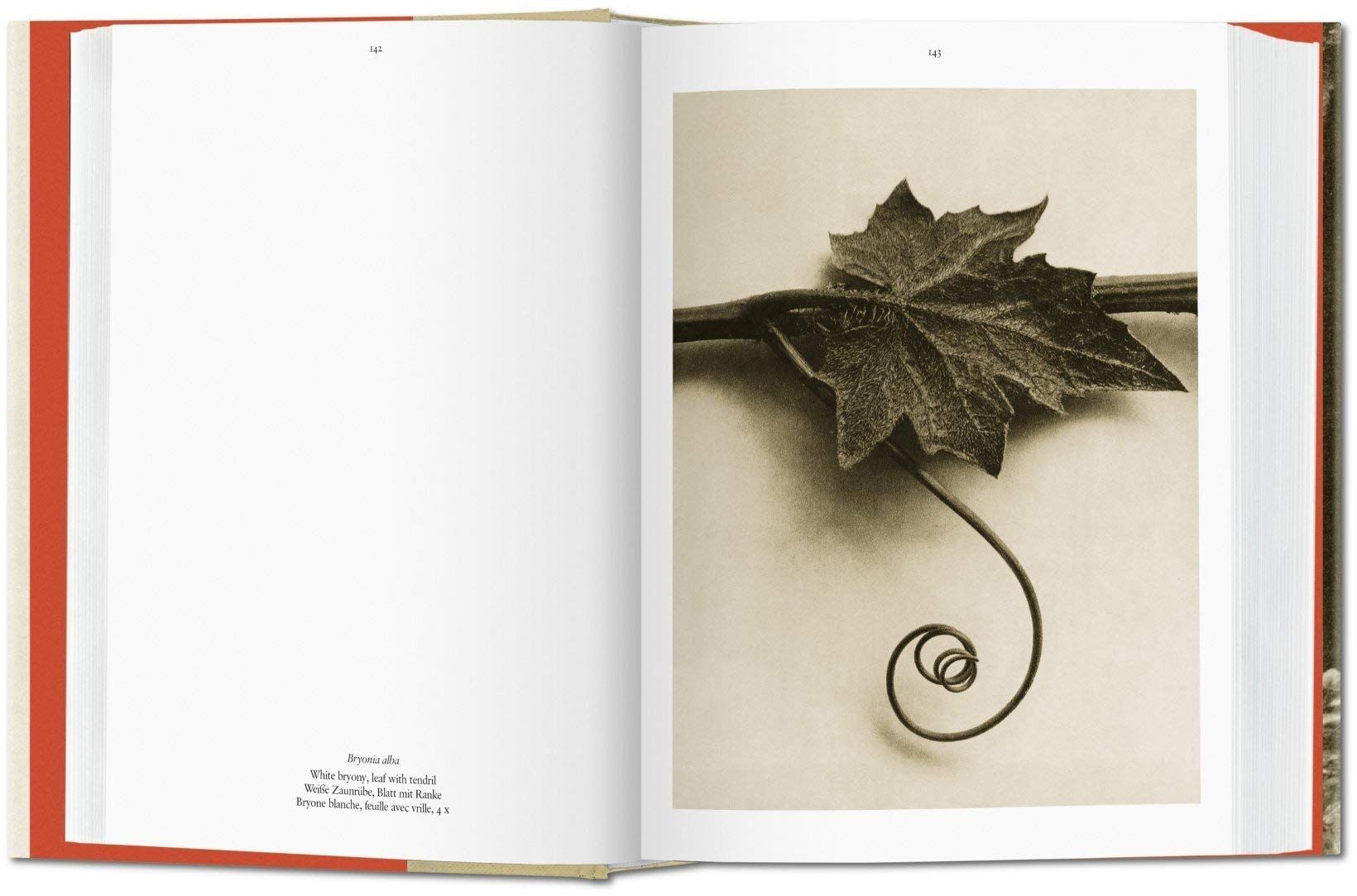  Karl Blossfeldt: The Complete Published Work_Hans Christian Adam_9783836550727_Taschen 