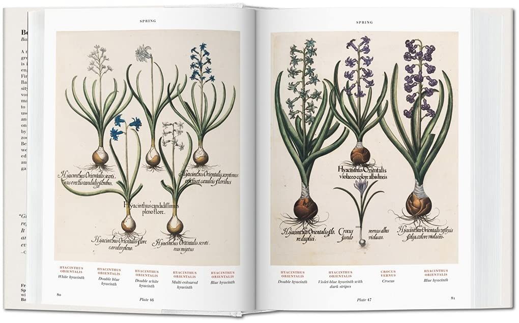  Basilius Besler’s Florilegium: The Book of Plants_Klaus Walter Littger_9783836557870_Taschen 