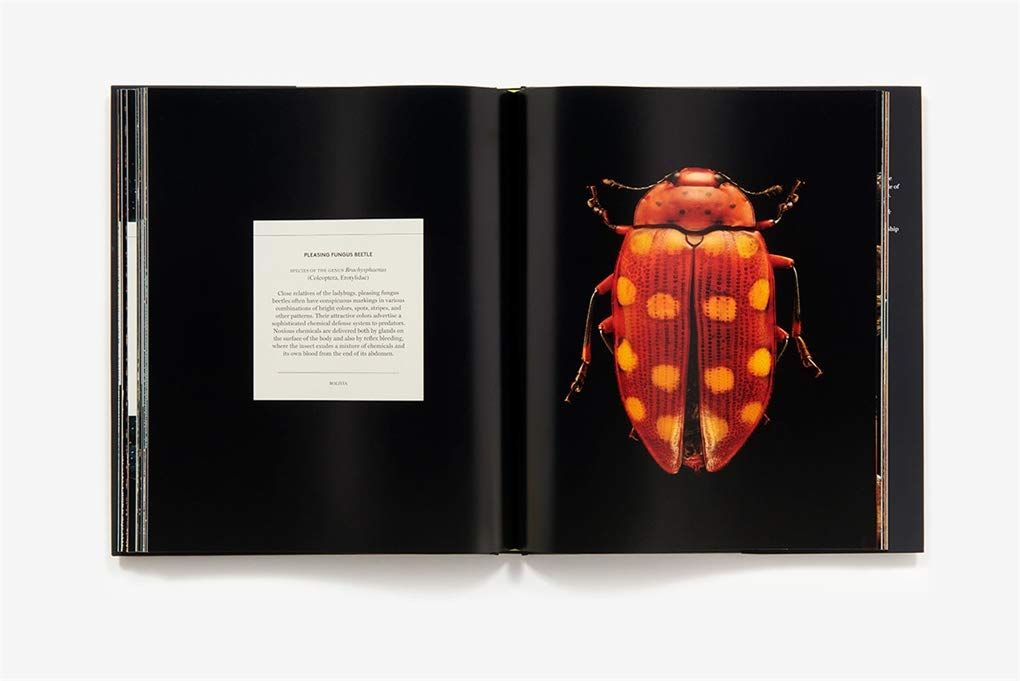 Microsculpture : Portraits of Insects_Levon Biss_9781419726958_Abrams ...