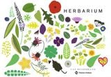  Herbarium One Hundred Herbs . Grow . Cook . Heal 