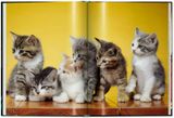  Cats (Small Size) 