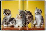  Cats (Small Size) 