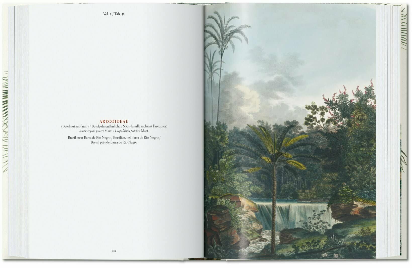 Martius. The Book of Palms. 40th Ed.