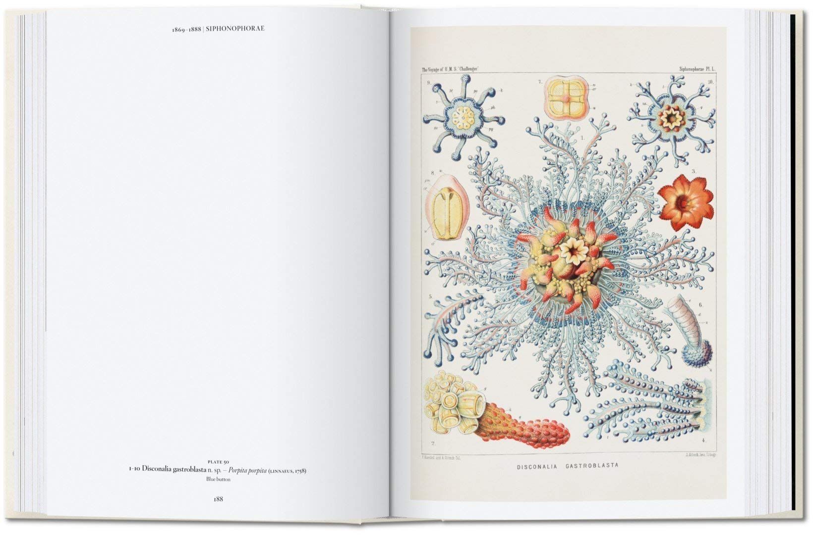  The Art and Science of Ernst Haeckel_Rainer Willmann_9783836584289_Taschen 