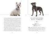  The Dog: A Book That Transforms Into a Work of Art 