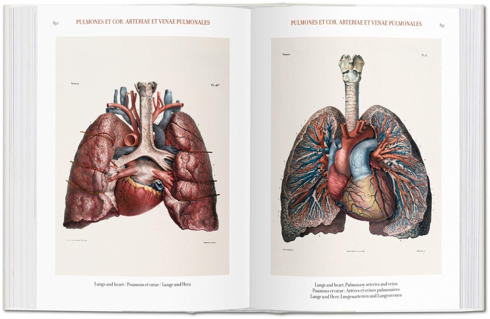  Atlas of Human Anatomy and Surgery_Jean-Marie Le Minor_9783836556620_Taschen 