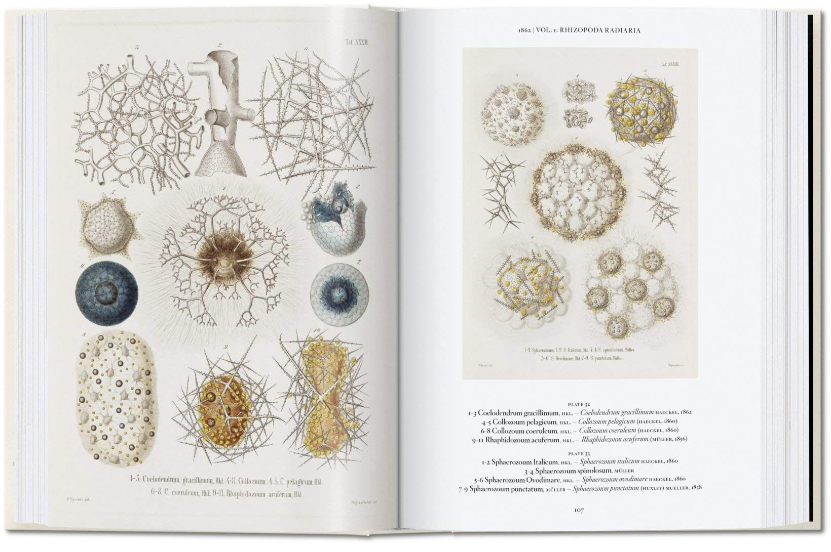  The Art and Science of Ernst Haeckel_Rainer Willmann_9783836584289_Taschen 