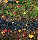  Japanese Gardens: Tranquility, Simplicity, Harmony 