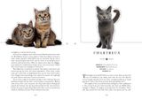  The Cat: A Book That Transforms Into a Work of Art 