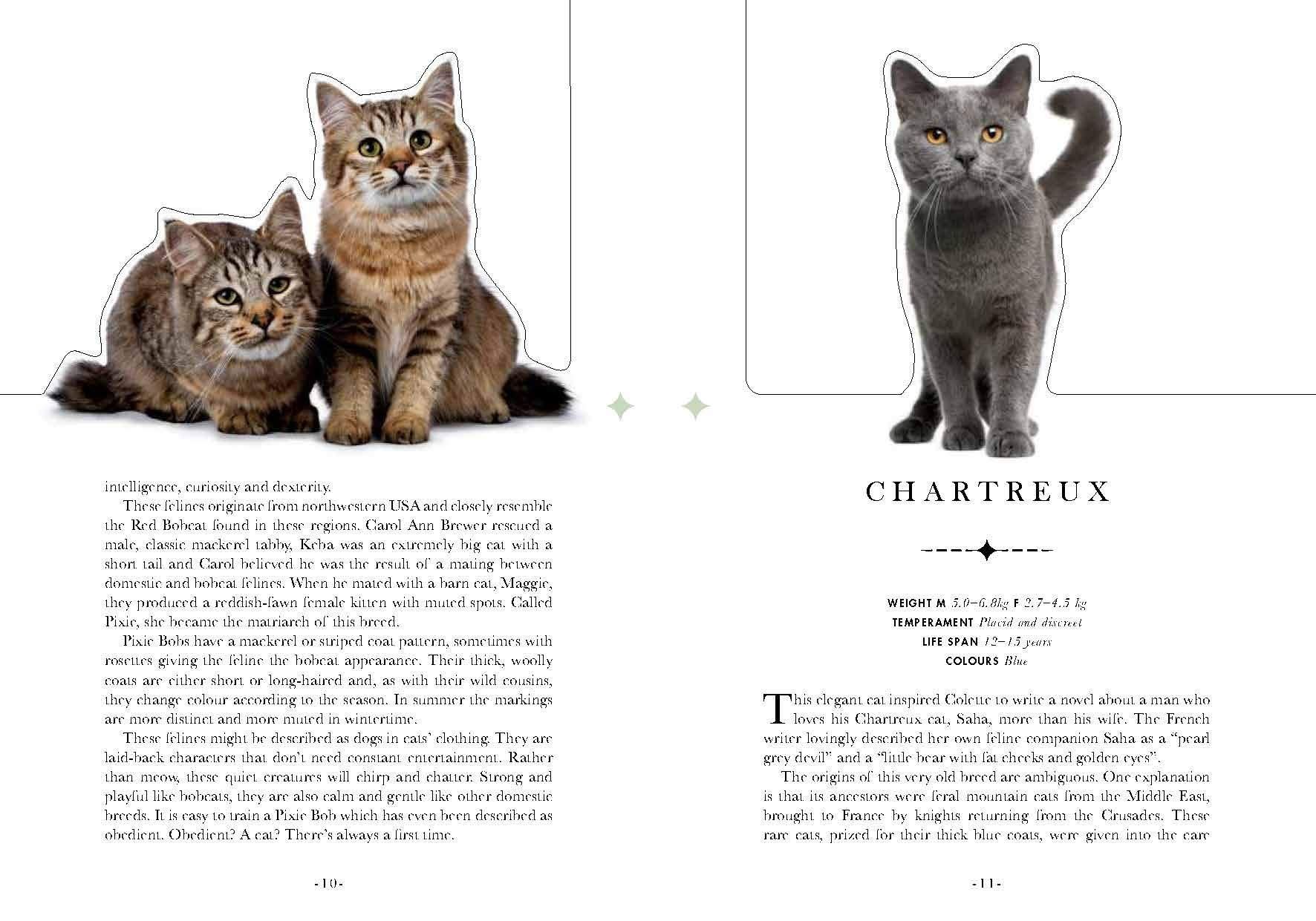  The Cat: A Book That Transforms Into a Work of Art 