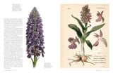  The Orchid: Celebrating 40 of the World's Most Charismatic Orchids Through Rare Prints and Classic Texts 