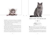  The Cat: A Book That Transforms Into a Work of Art 