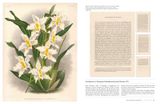  The Orchid: Celebrating 40 of the World's Most Charismatic Orchids Through Rare Prints and Classic Texts 