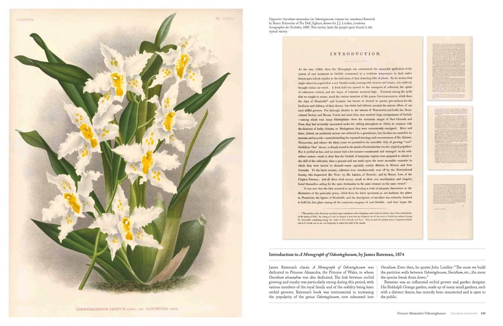  The Orchid: Celebrating 40 of the World's Most Charismatic Orchids Through Rare Prints and Classic Texts 