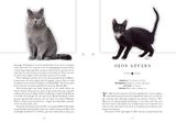  The Cat: A Book That Transforms Into a Work of Art 