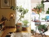  A Beginner's Guide to House Plants: Creating Beautiful and Healthy Green Spaces in Your Home 