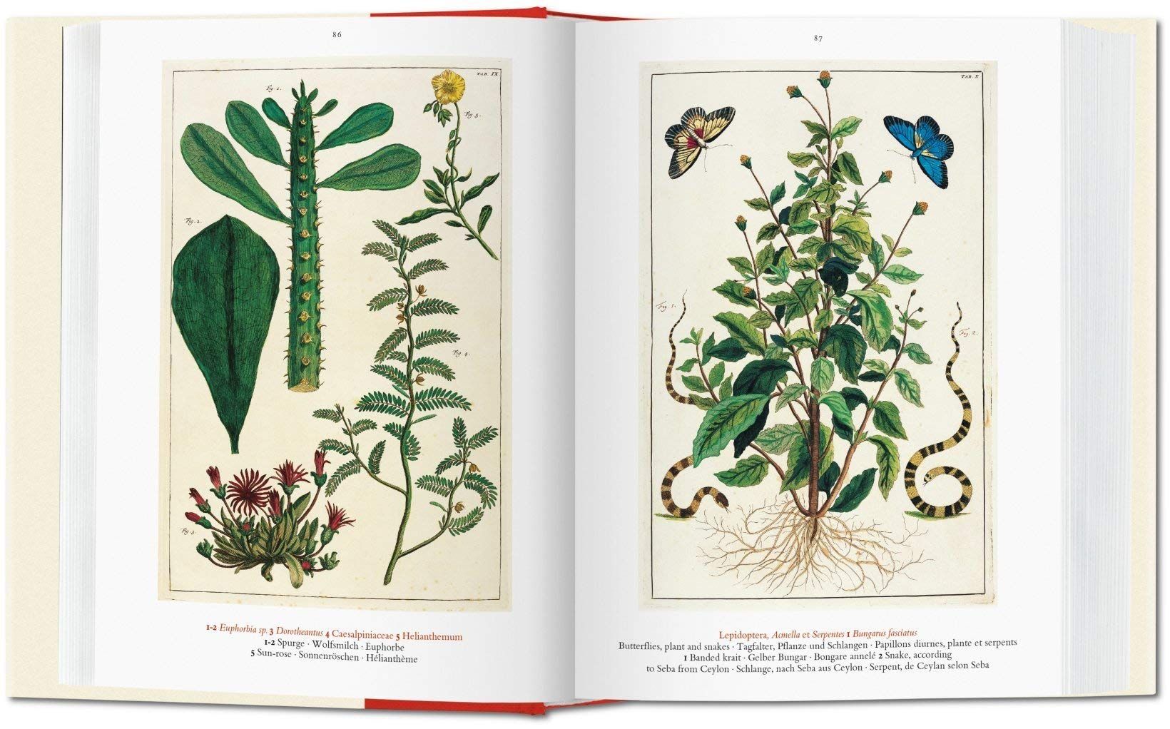  Seba. Cabinet of Natural Curiosities. 40th Ed. 