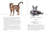  The Cat: A Book That Transforms Into a Work of Art 