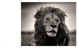  Last of Their Kind_Joachim Schmeisser_9783961712793_teNeues Publishing UK Ltd 
