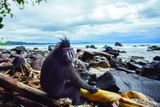  One of a Kind : The Unique World of Island Animals 