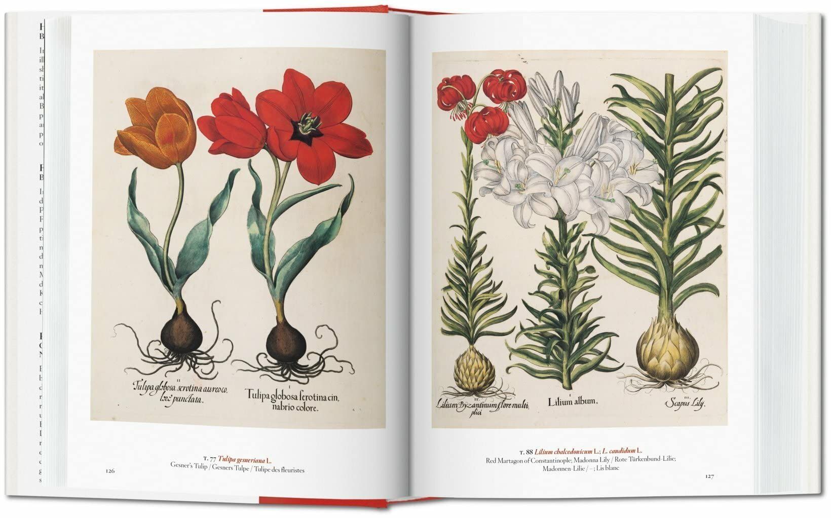  A Garden Eden. Masterpieces of Botanical Illustration. 40th Ed. 