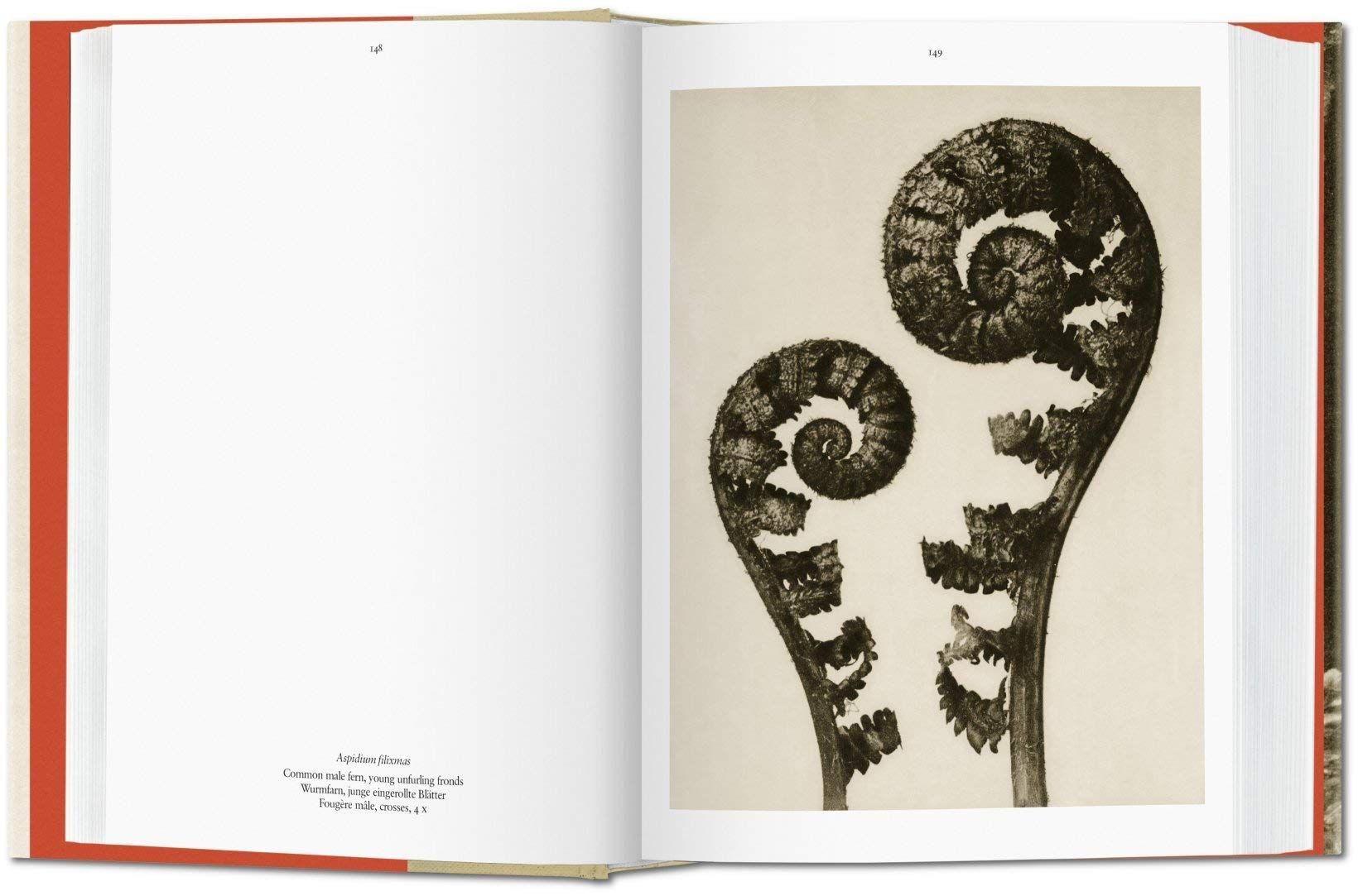  Karl Blossfeldt: The Complete Published Work_Hans Christian Adam_9783836550727_Taschen 