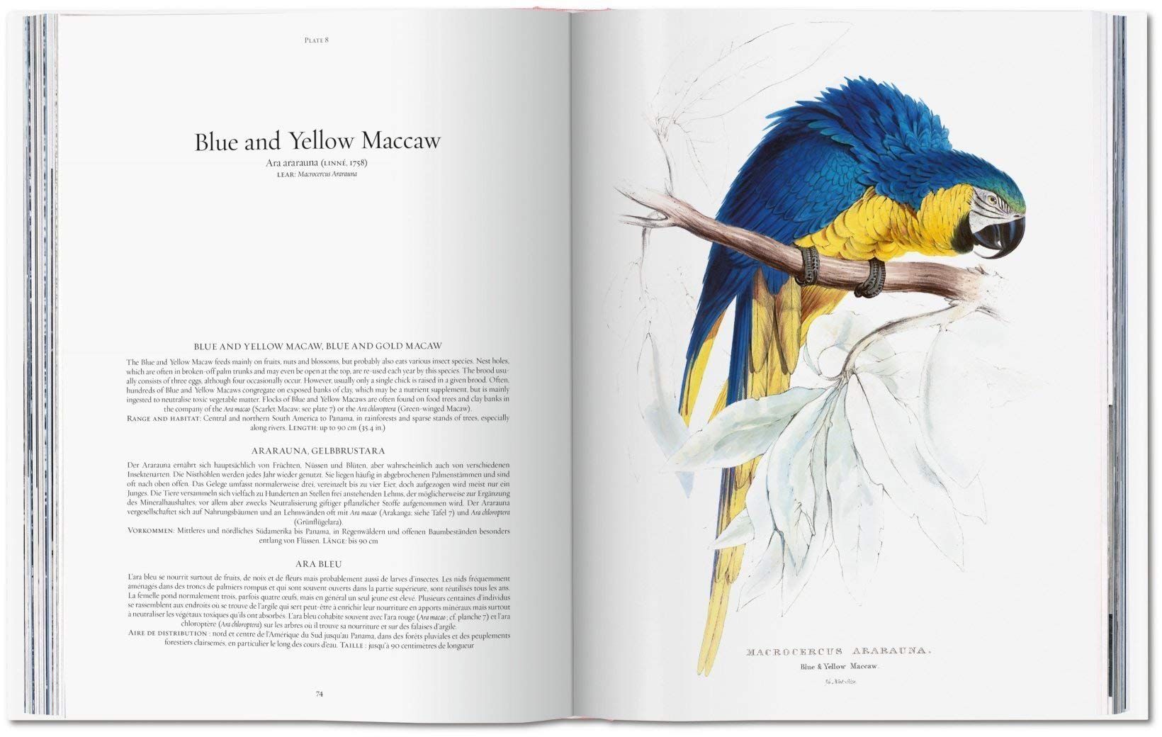  Edward Lear. The Parrots. The Complete Plates 