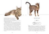  The Cat: A Book That Transforms Into a Work of Art 