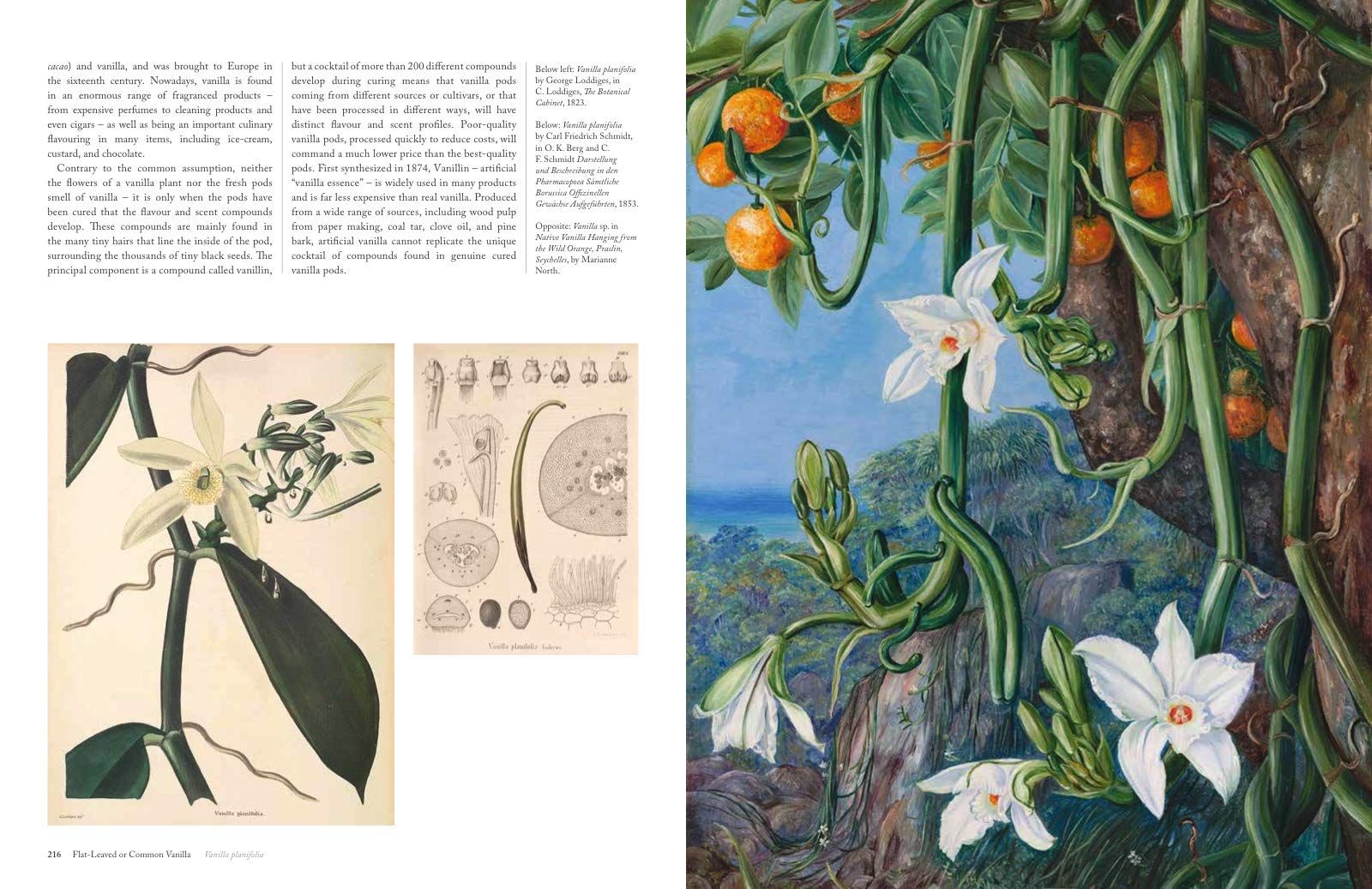  The Orchid: Celebrating 40 of the World's Most Charismatic Orchids Through Rare Prints and Classic Texts 