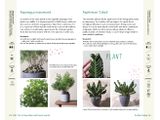  A Beginner's Guide to House Plants: Creating Beautiful and Healthy Green Spaces in Your Home 