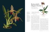  The Orchid: Celebrating 40 of the World's Most Charismatic Orchids Through Rare Prints and Classic Texts 