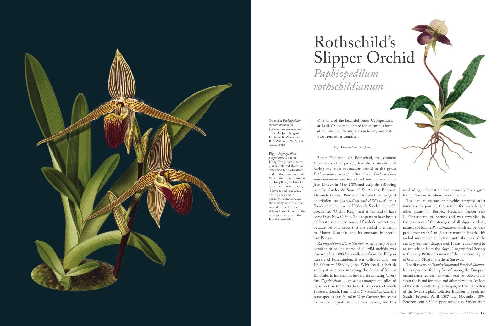  The Orchid: Celebrating 40 of the World's Most Charismatic Orchids Through Rare Prints and Classic Texts 