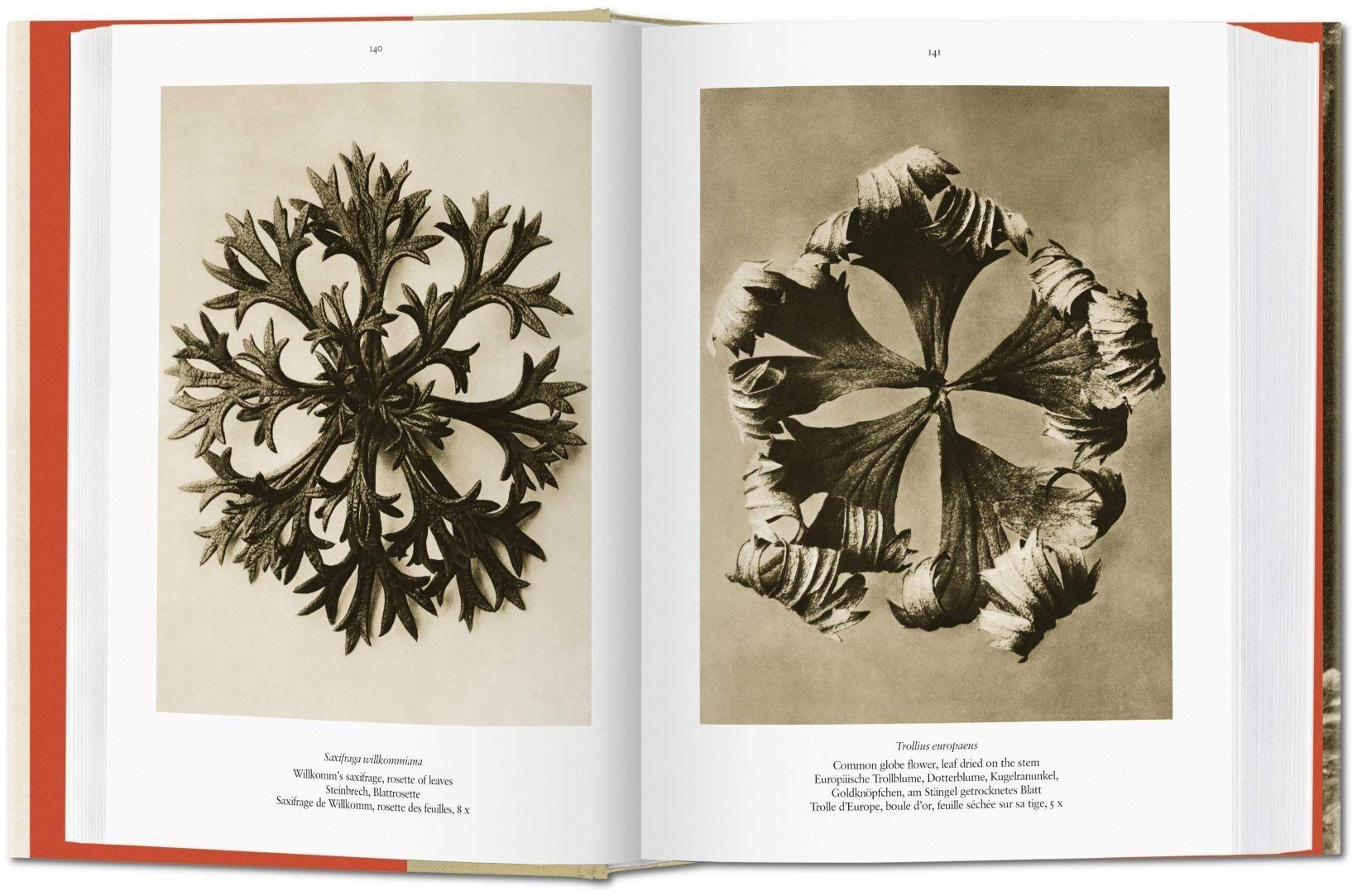 Karl Blossfeldt　写真 Karl Blossfeldt: The Complete Published Work_Hans Christian