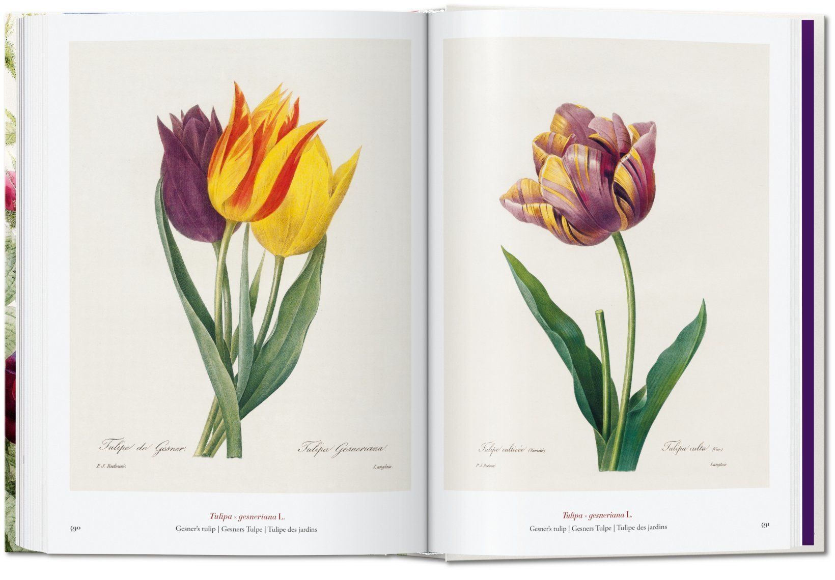  Book Of Flowers_H. Walter Lack_9783836556651_Taschen 