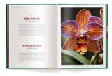  Orchids 