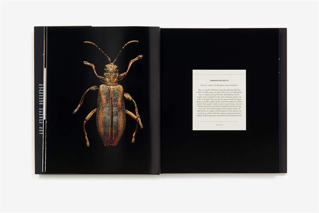  Microsculpture : Portraits of Insects_Levon Biss_9781419726958_Abrams 