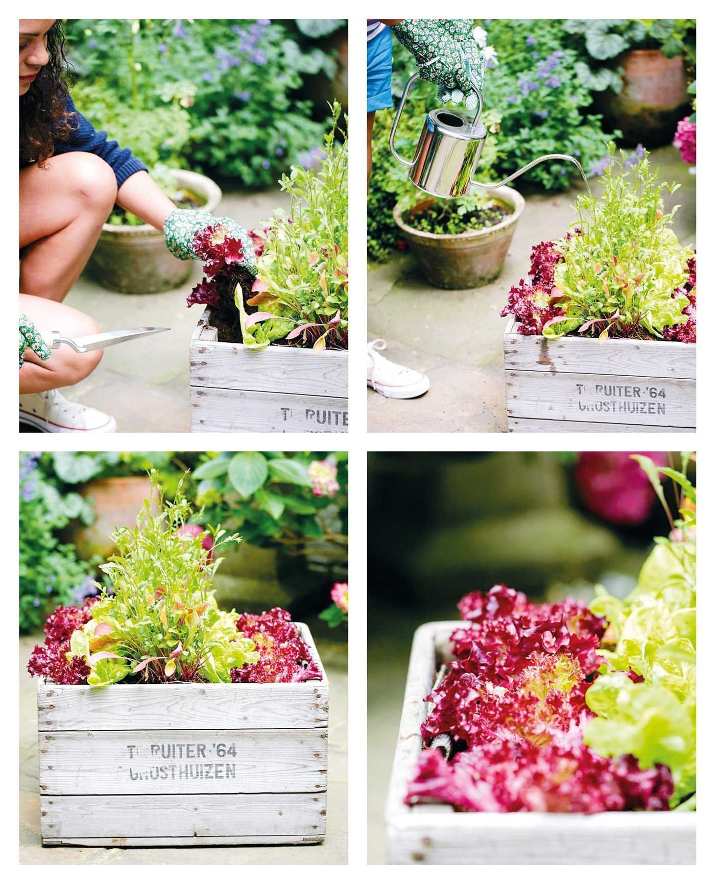  The Balcony Gardener: Creative ideas for small spaces 